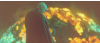 Voldemort